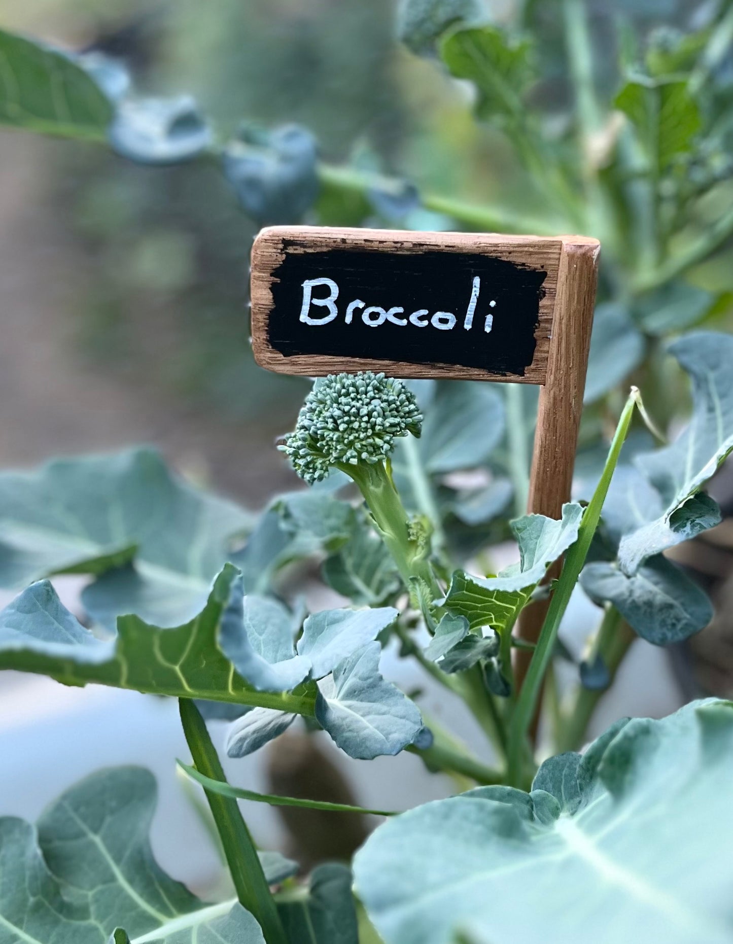 Set of 5 Plant Markers - Handmade from recycled timber