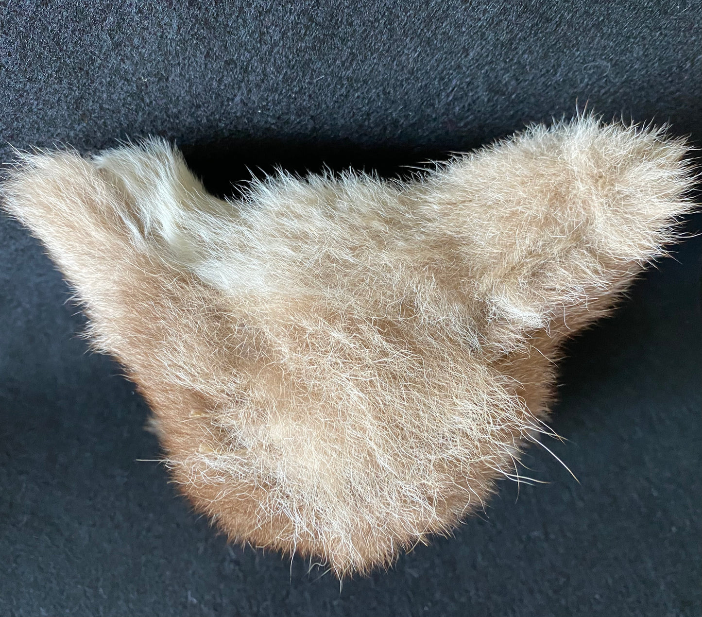 Musical vintage koala bear - Waltzing  Matilda