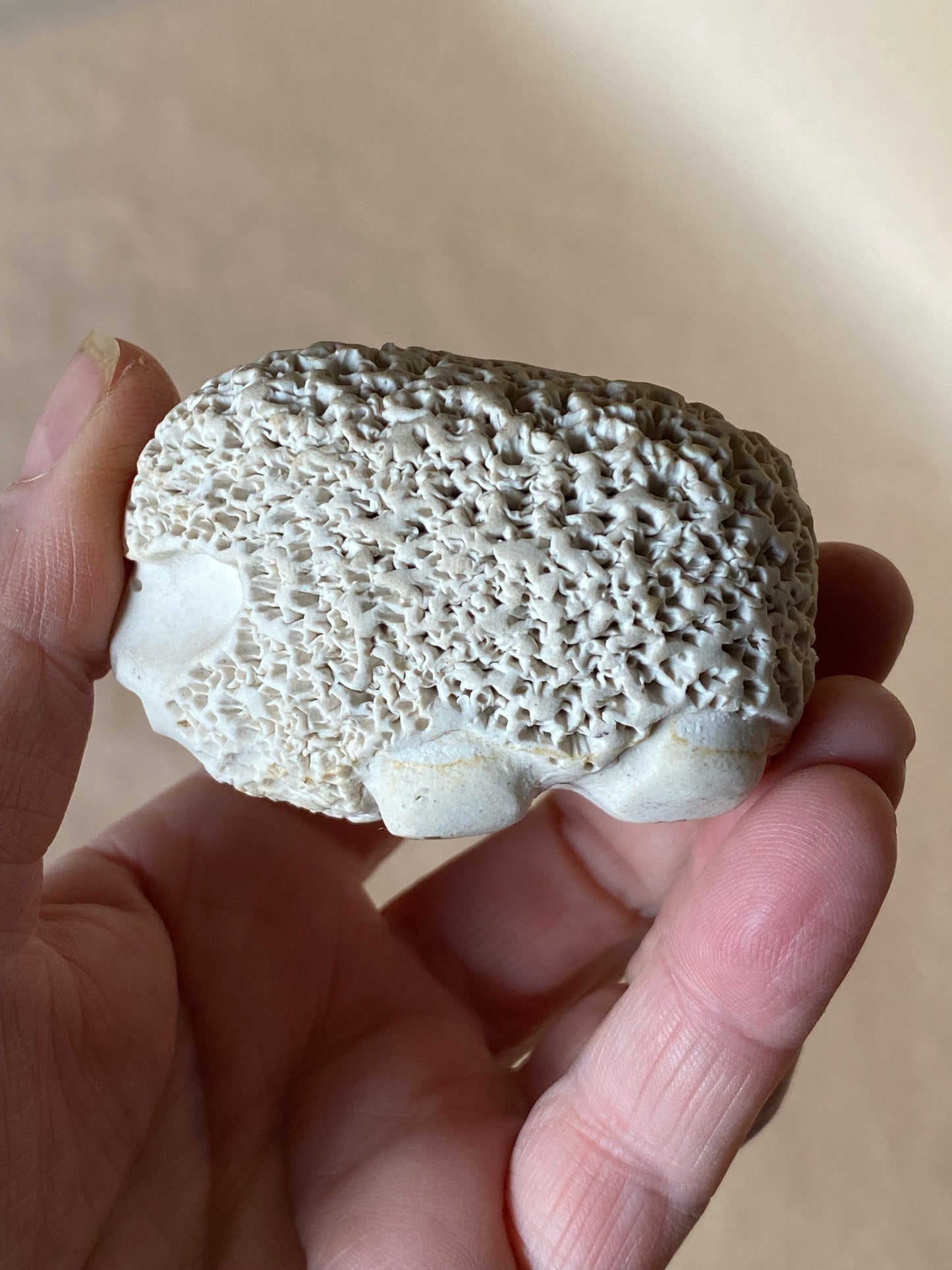 Collectable Billabong Pottery - sheep