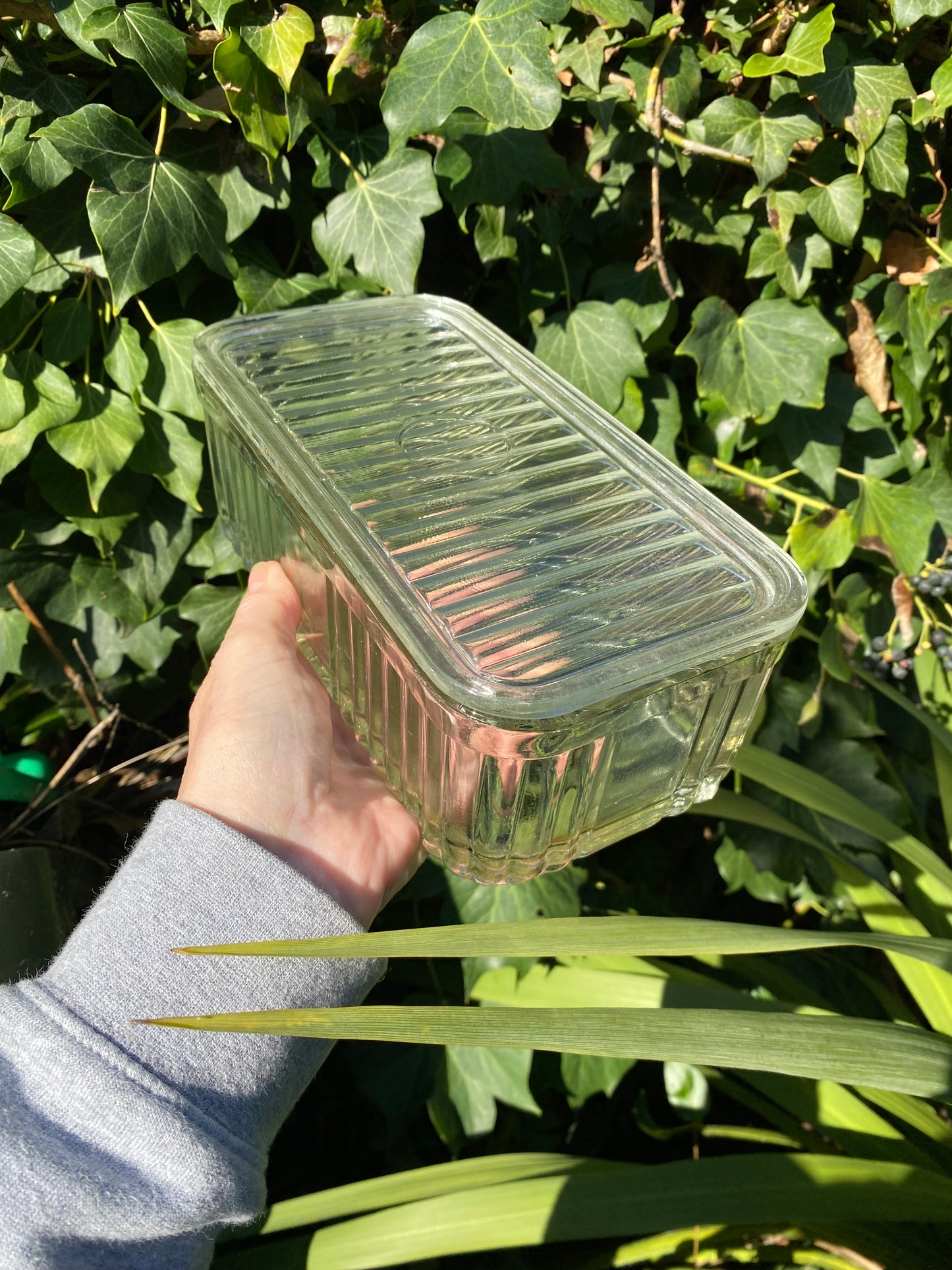 Crown Crystal Australia large glass refrigerator box