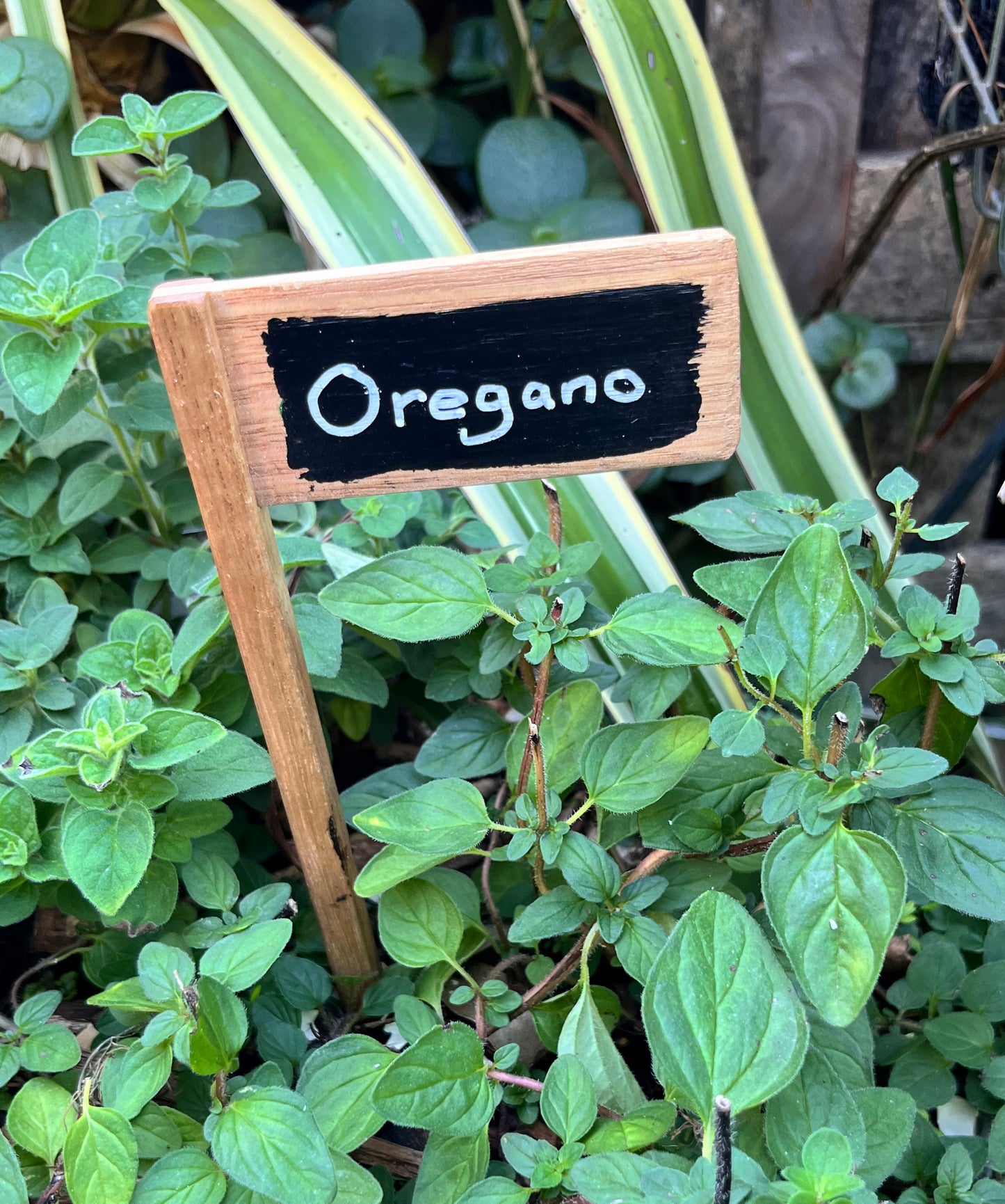Set of 5 Plant Markers - Handmade from recycled timber