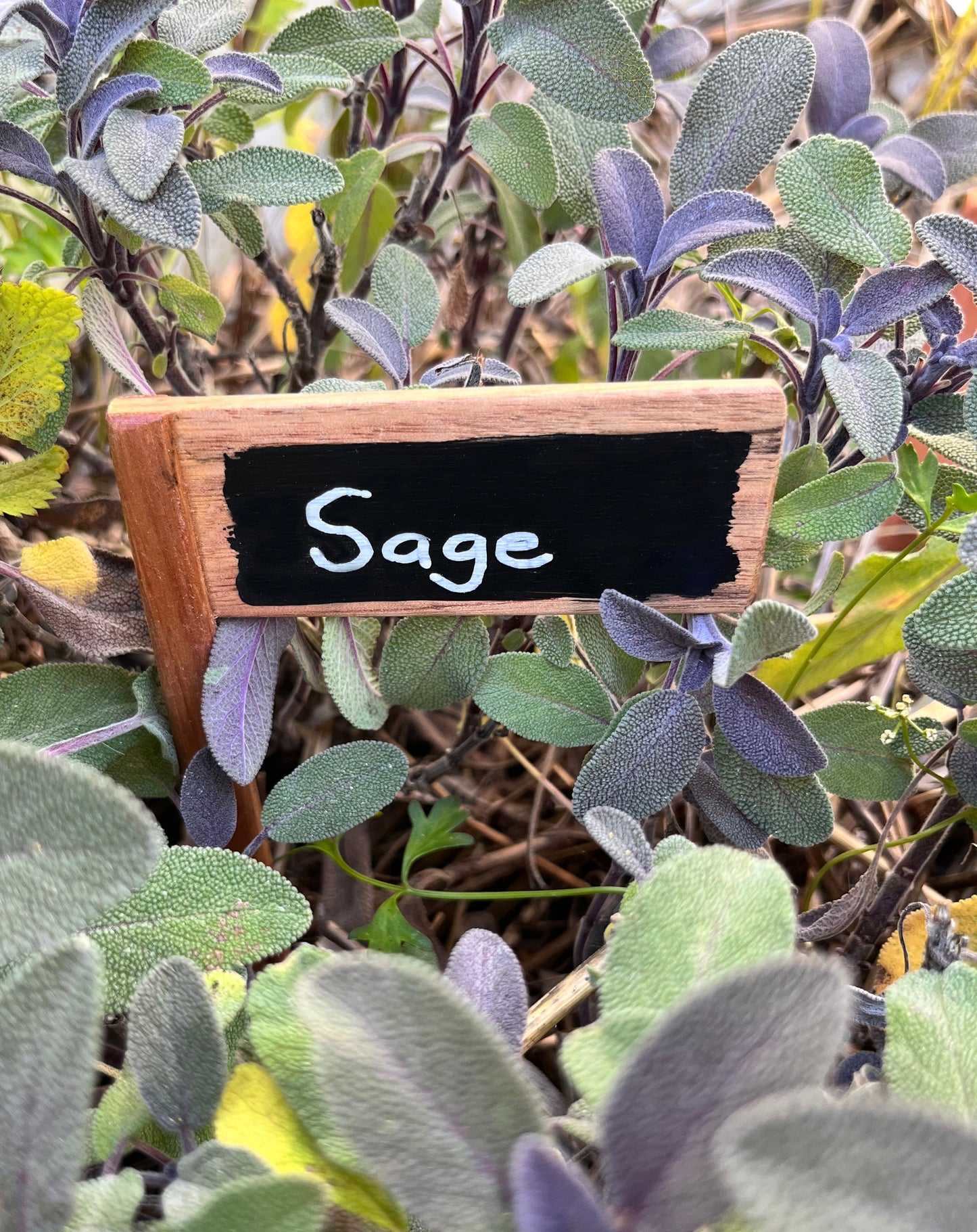 Set of 5 Plant Markers - Handmade from recycled timber