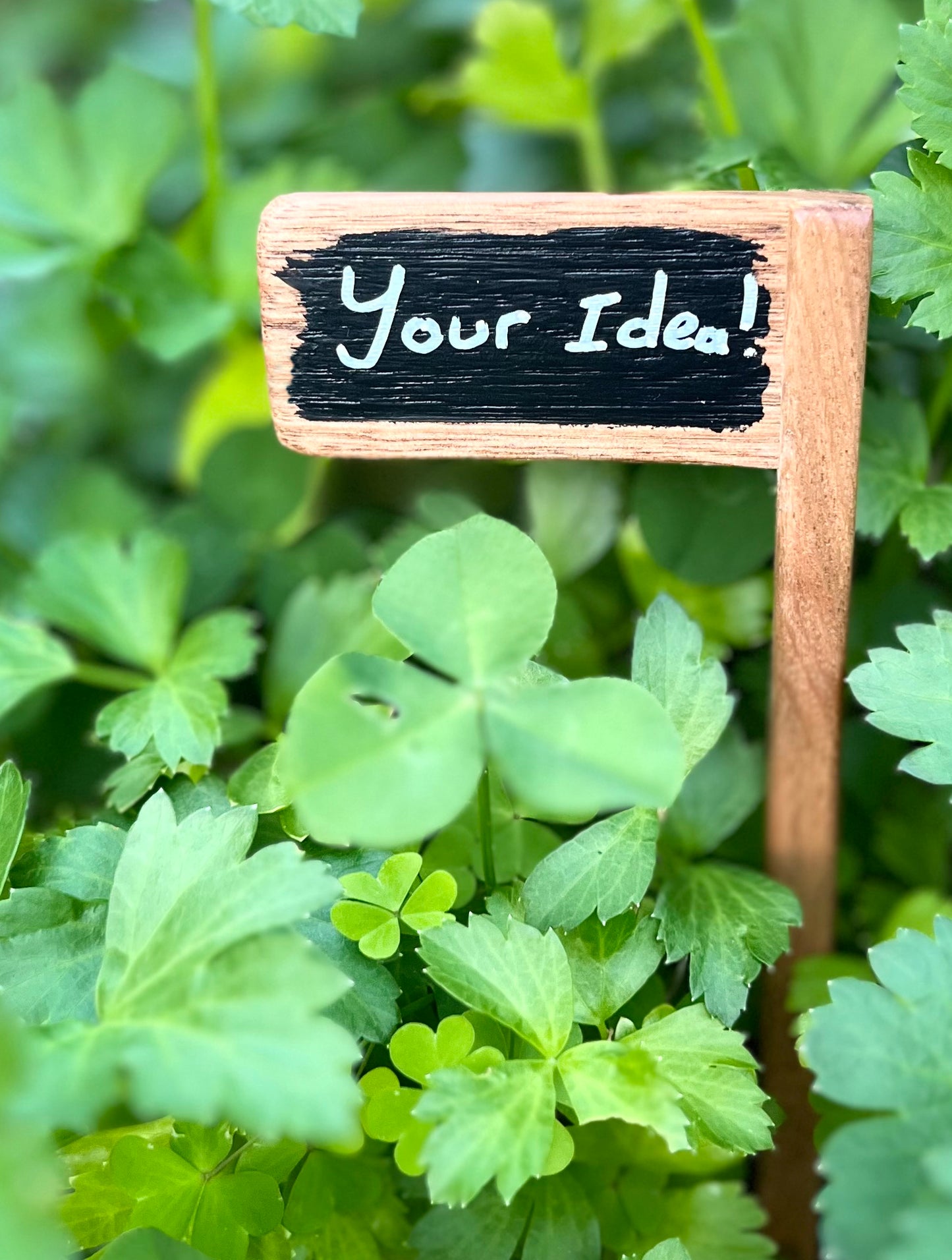 Set of 5 Plant Markers - Handmade from recycled timber